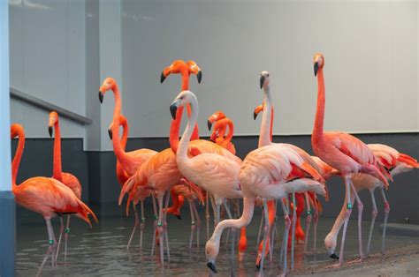 Denver Zoo flamingos move into new habitat
